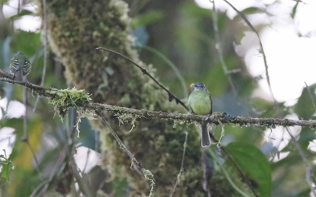 纹脸须霸鹟(Pogonotriccus ophthalmicus)