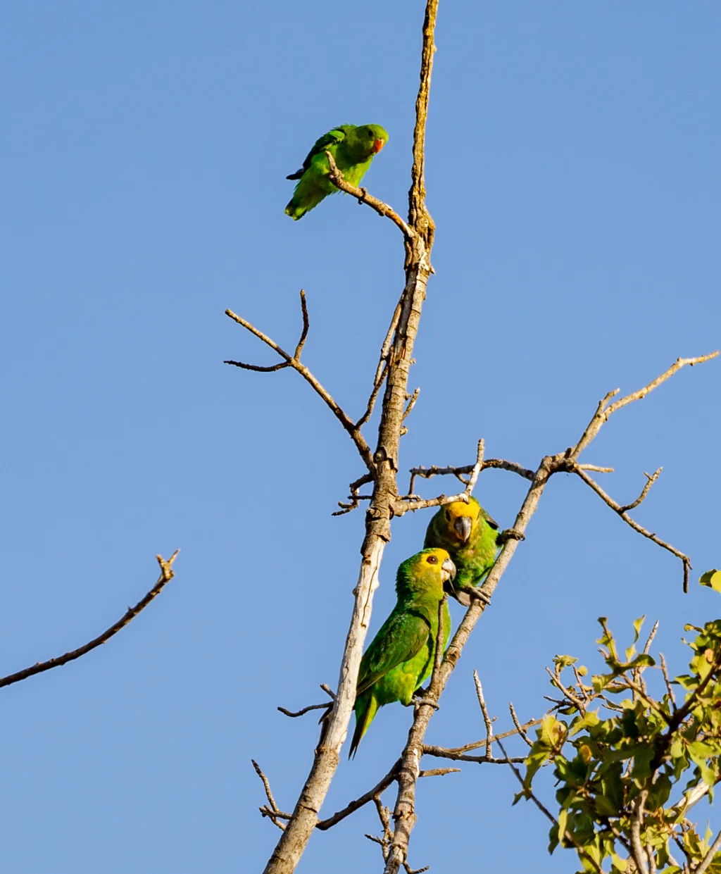 黄头鹦鹉(Poicephalus flavifrons)