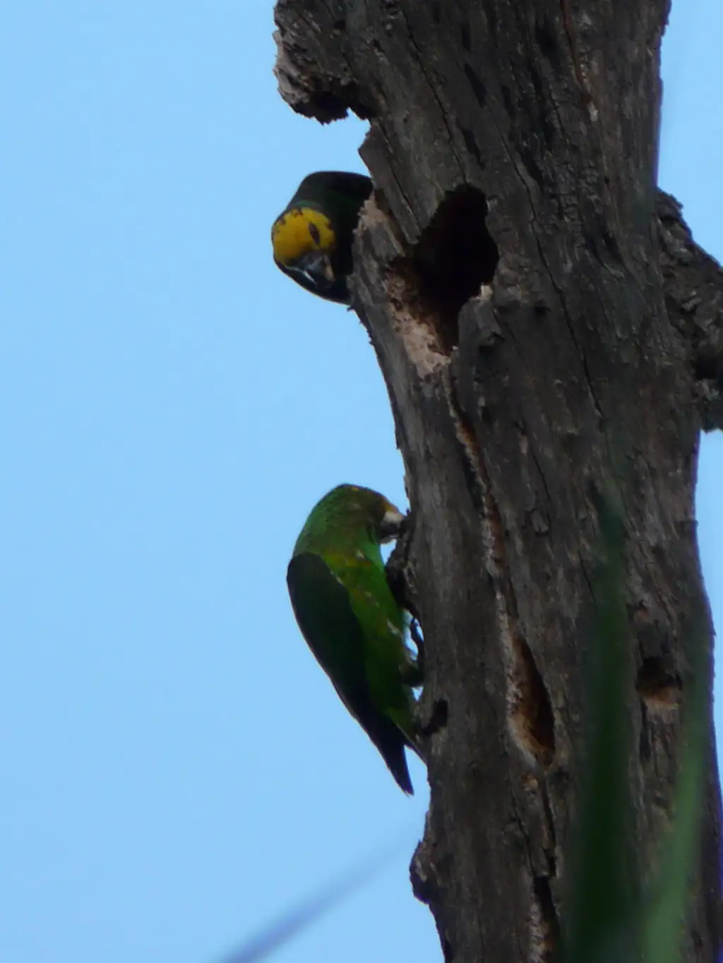 黄头鹦鹉(Poicephalus flavifrons)