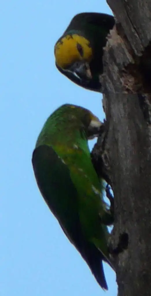 黄头鹦鹉(Poicephalus flavifrons)