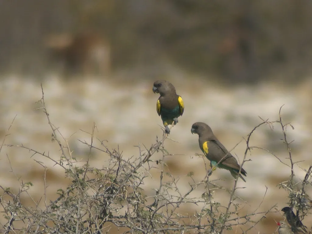 褐鹦鹉(Poicephalus meyeri)