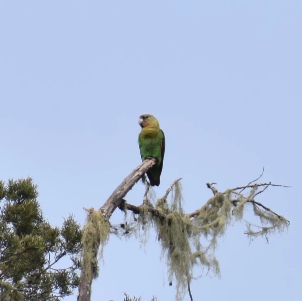好望角鹦鹉(Poicephalus robustus)
