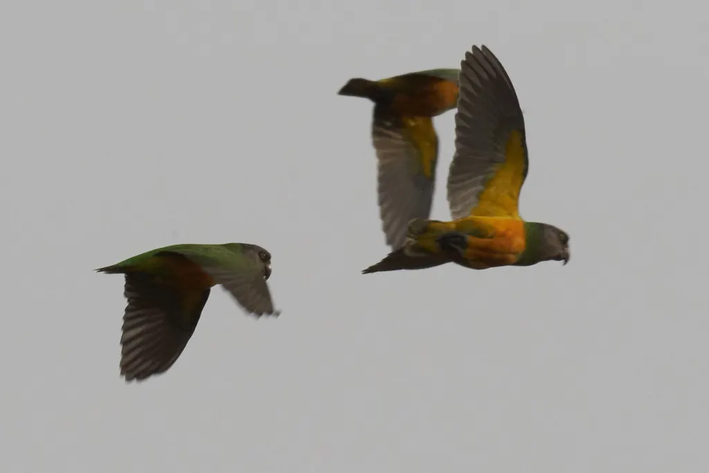 塞内加尔鹦鹉(Poicephalus senegalus)