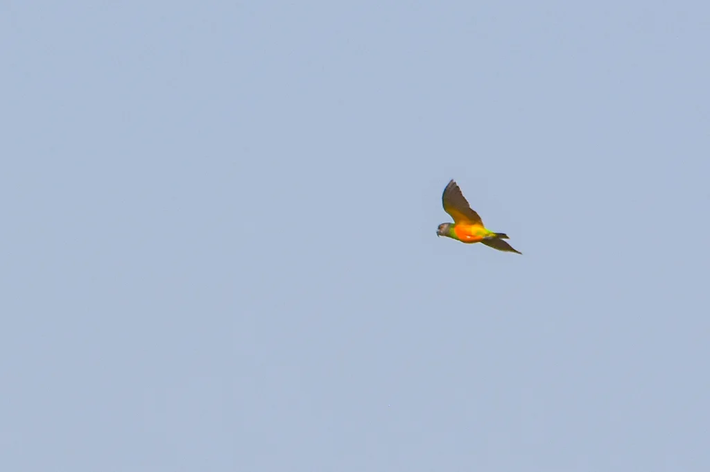 塞内加尔鹦鹉(Poicephalus senegalus)
