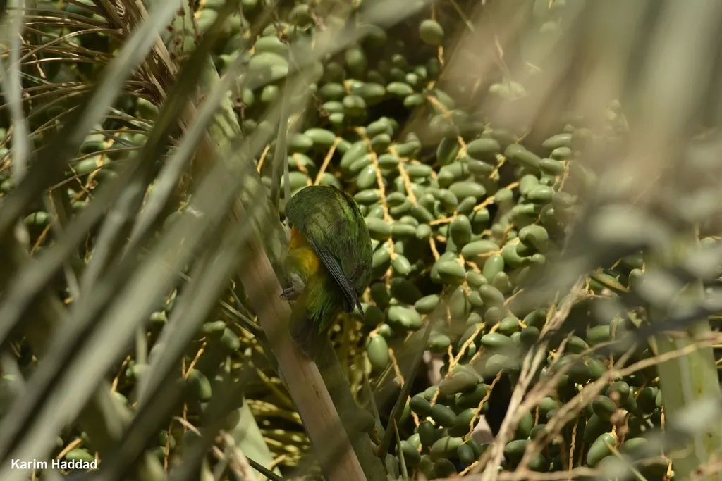 塞内加尔鹦鹉(Poicephalus senegalus)