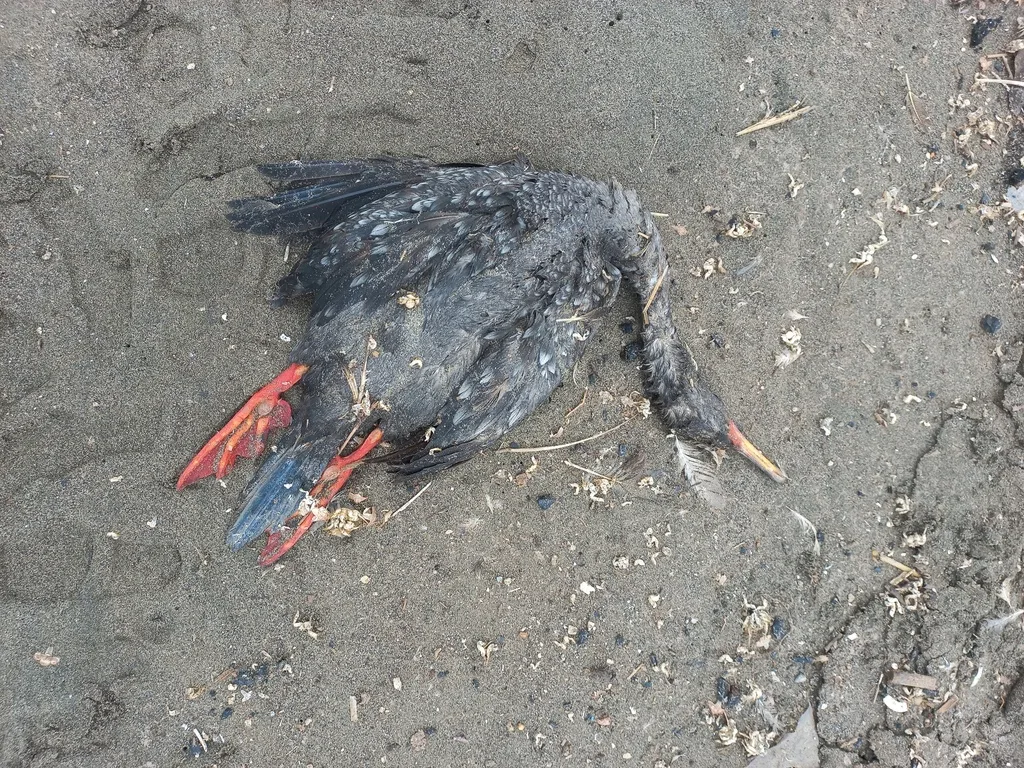 红腿鸬鹚（Poikilocarbo gaimardi）