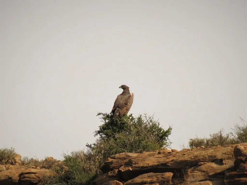 猛雕(Polemaetus bellicosus)