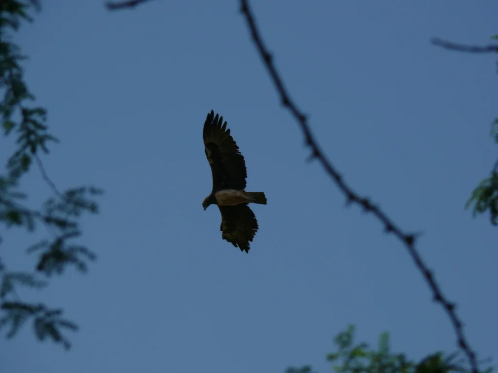 猛雕(Polemaetus bellicosus)