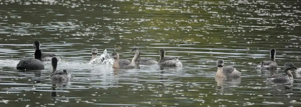 灰头䴙䴘(Poliocephalus poliocephalus)