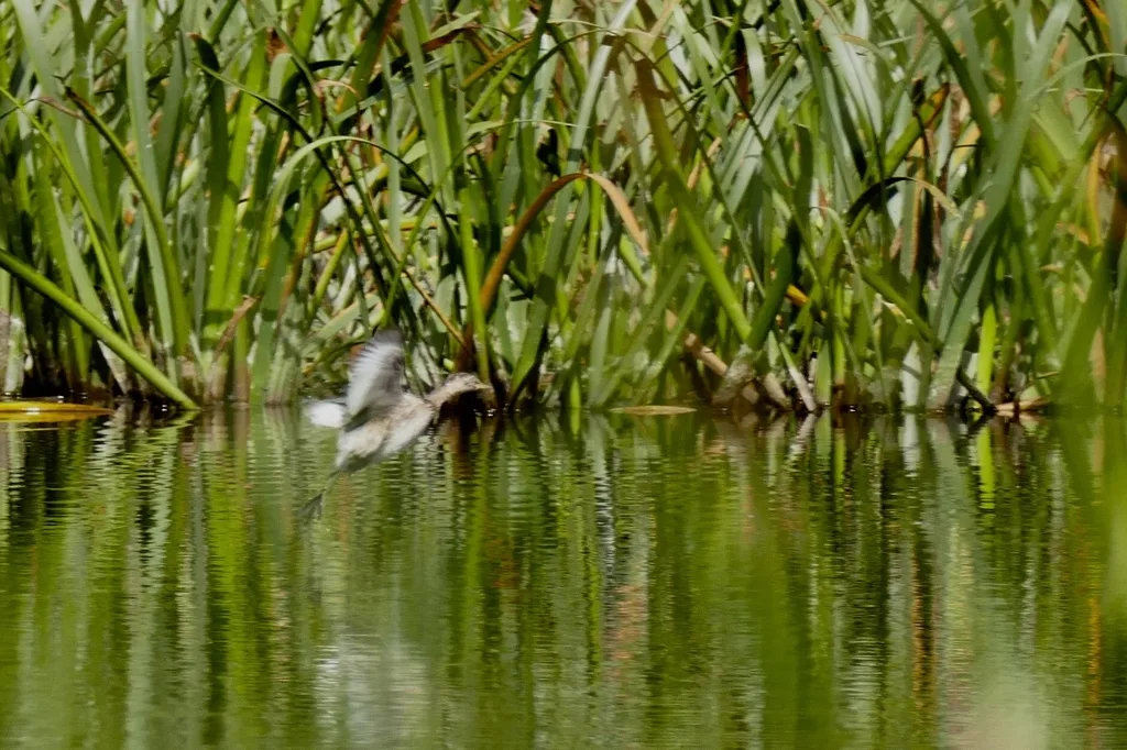 灰头䴙䴘(Poliocephalus poliocephalus)