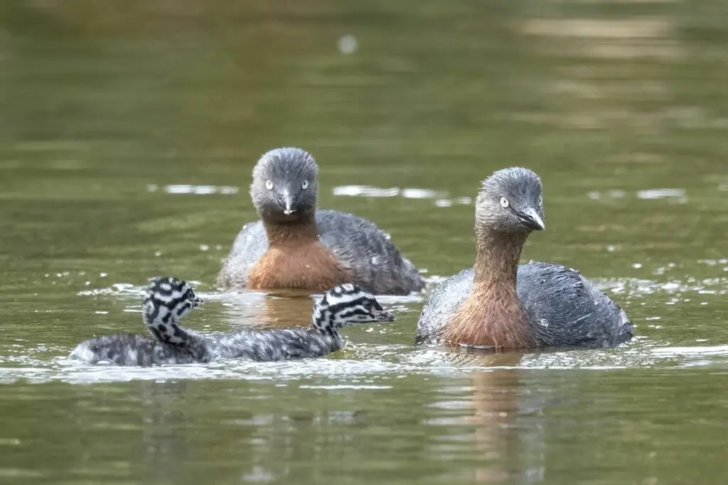 新西兰䴙䴘(Poliocephalus rufopectus)