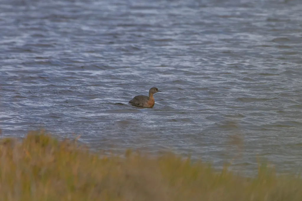 新西兰䴙䴘(Poliocephalus rufopectus)