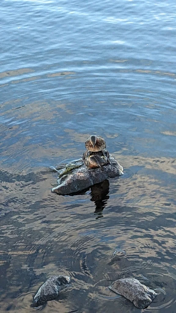 新西兰䴙䴘(Poliocephalus rufopectus)