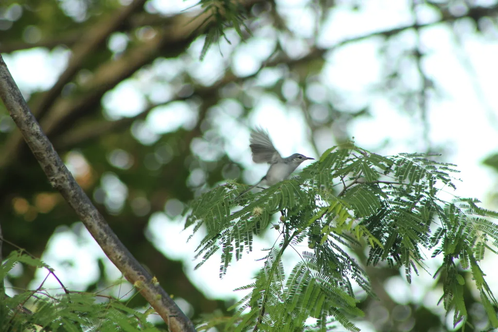 白眼先蚋莺(Polioptila albiloris)