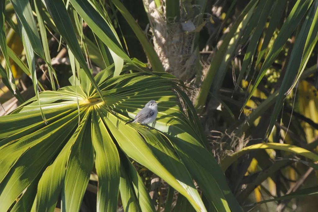 尤卡坦蚋莺(Polioptila albiventris)