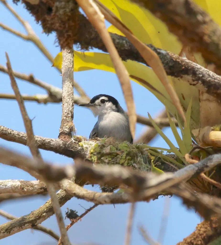 白眉蚋莺(Polioptila bilineata)