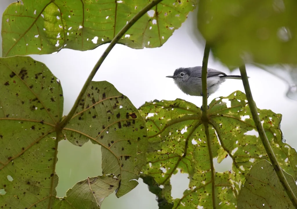白眉蚋莺(Polioptila bilineata)