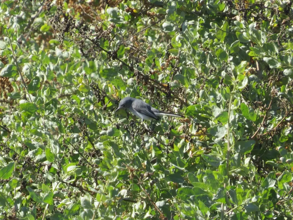 灰蓝蚋莺(Polioptila caerulea)