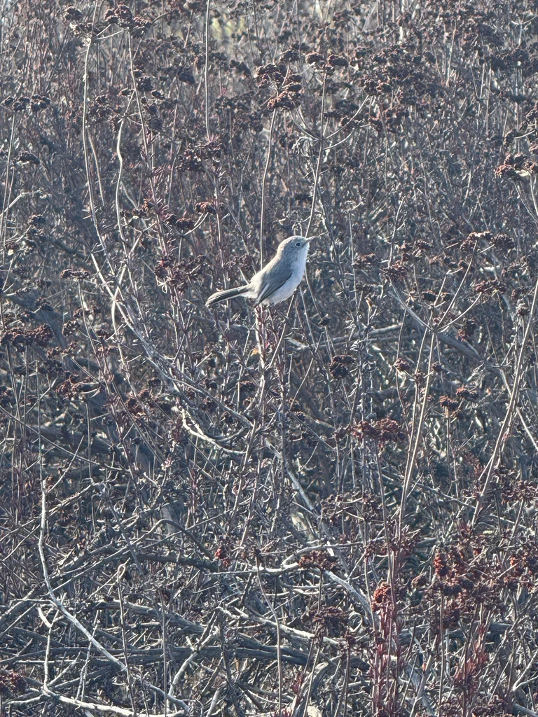 加州蚋莺（Polioptila californica）
