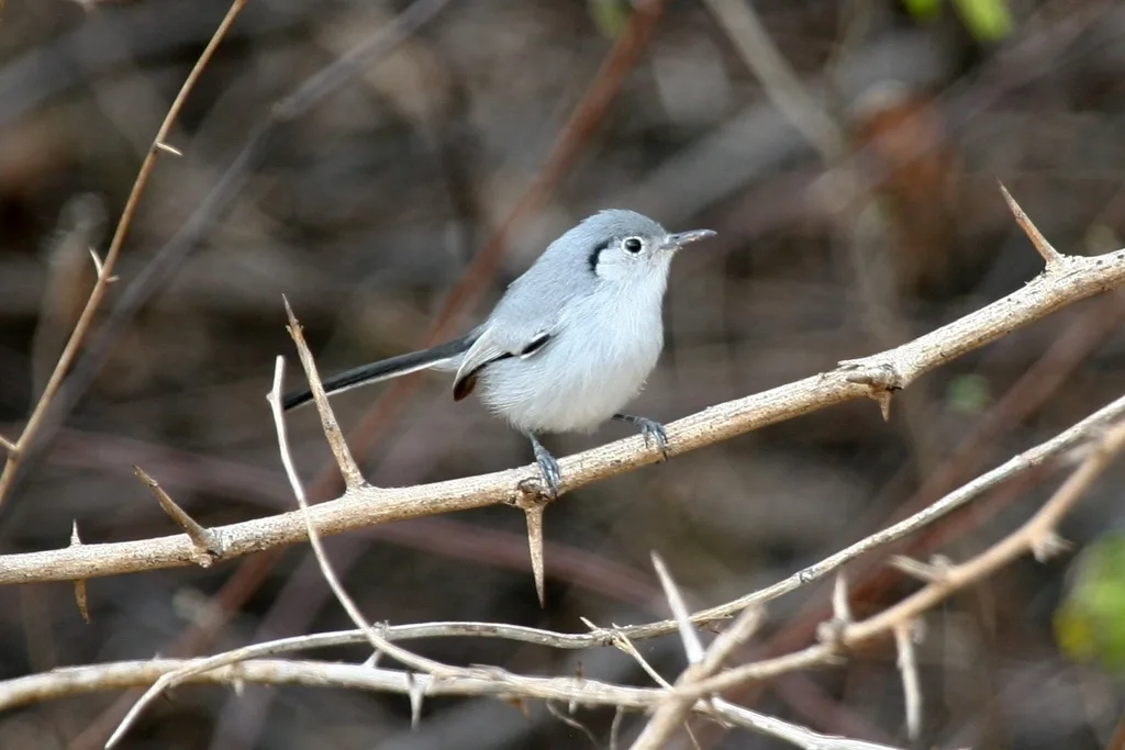 古巴蚋莺(Polioptila lembeyei)