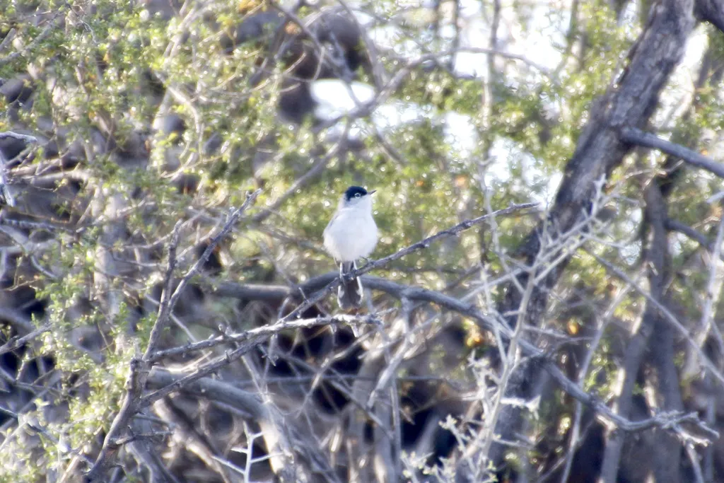 黑尾蚋莺(Polioptila melanura)