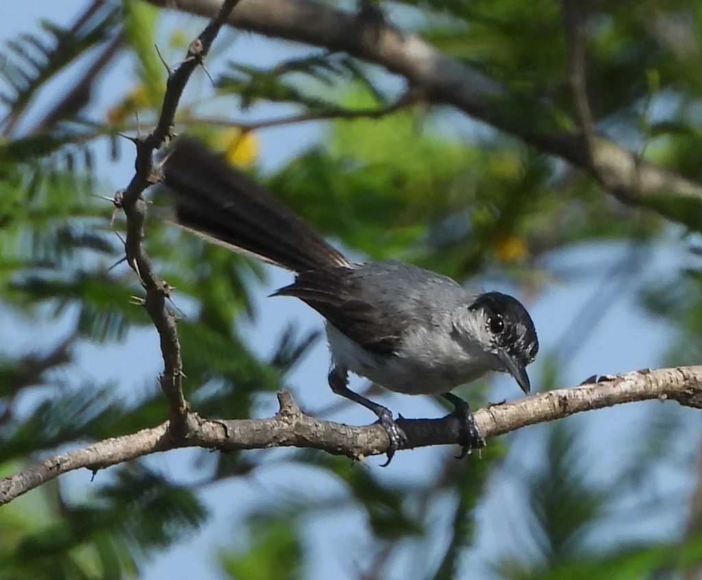 黑顶蚋莺(Polioptila nigriceps)