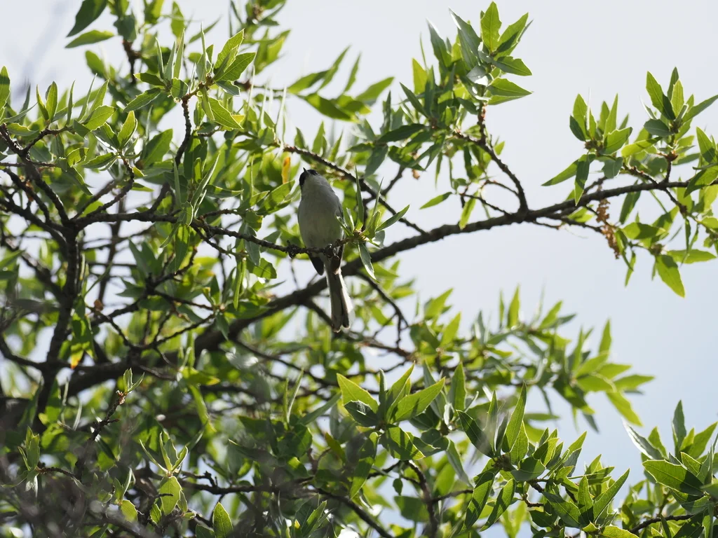 黑顶蚋莺(Polioptila nigriceps)