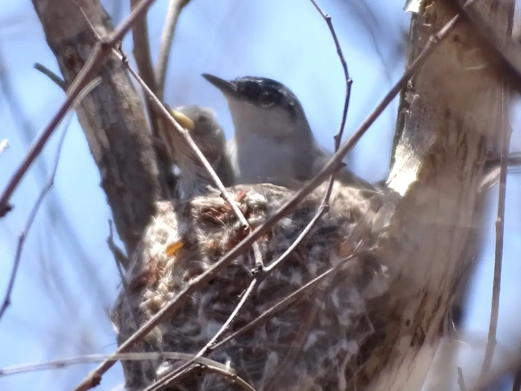 黑顶蚋莺(Polioptila nigriceps)