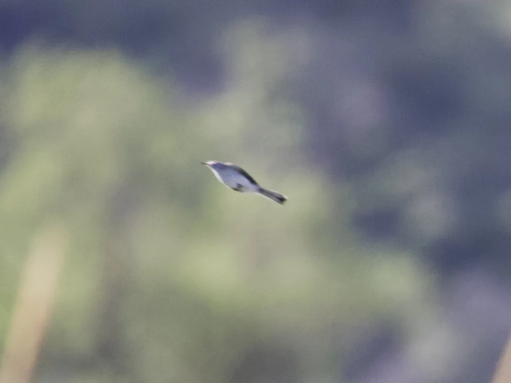 黑顶蚋莺(Polioptila nigriceps)