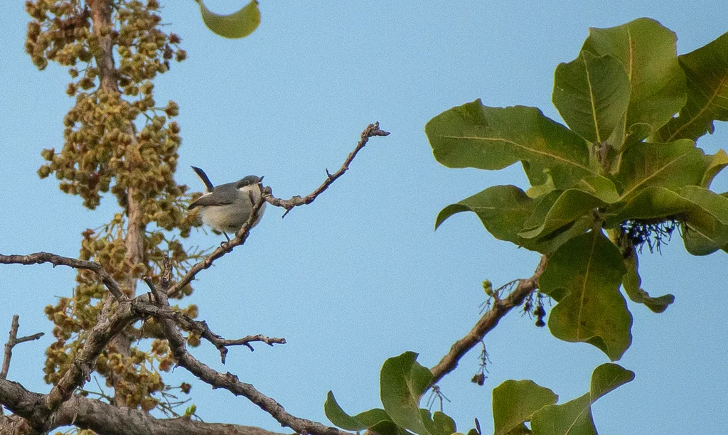 热带蚋莺(Polioptila plumbea)