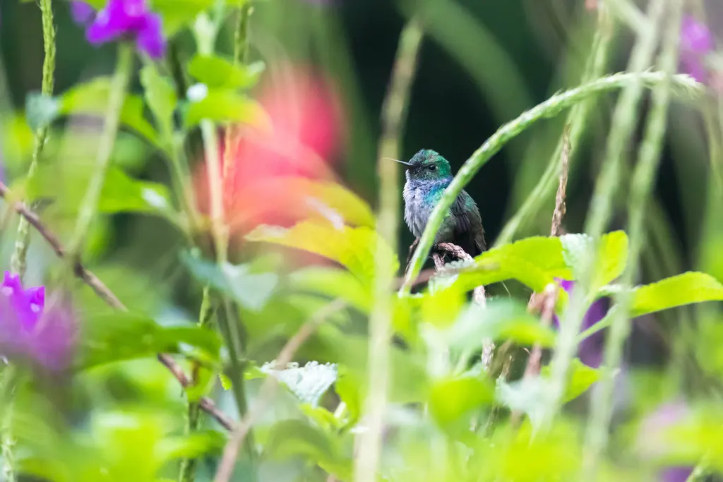 蓝胸蜂鸟(Polyerata amabilis)