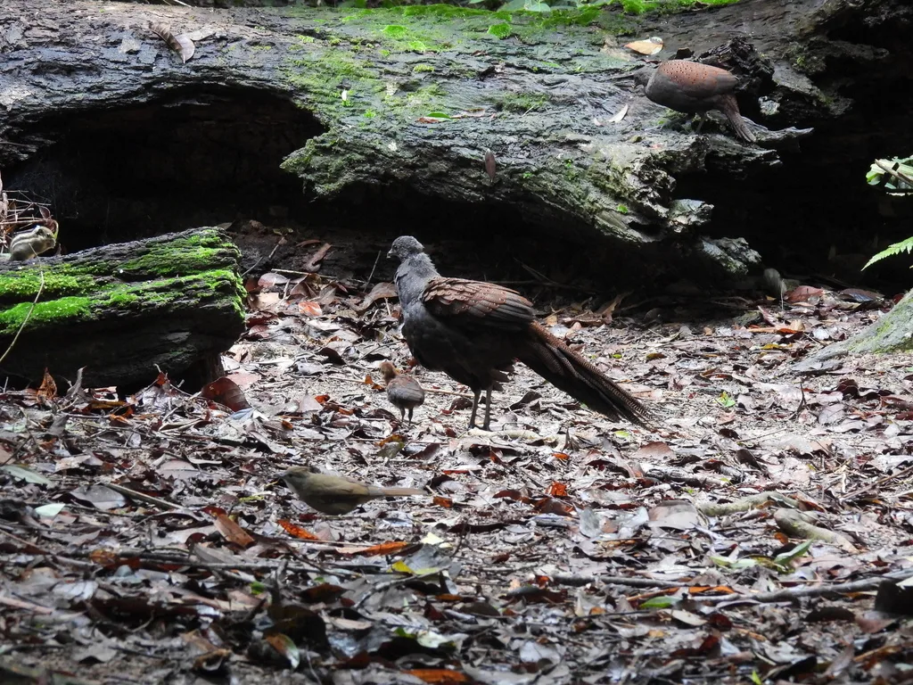 山孔雀雉(Polyplectron inopinatum)
