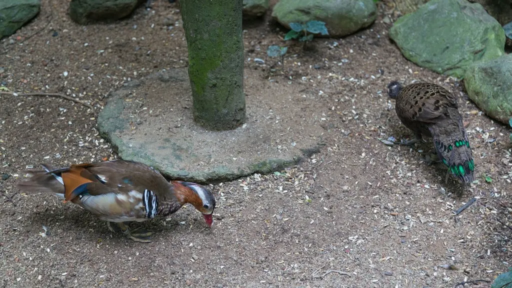 凤冠孔雀雉(Polyplectron malacense)