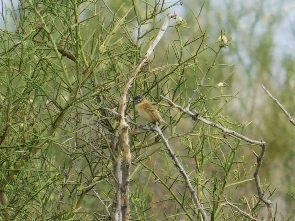 须多斑霸鹟(Polystictus pectoralis)