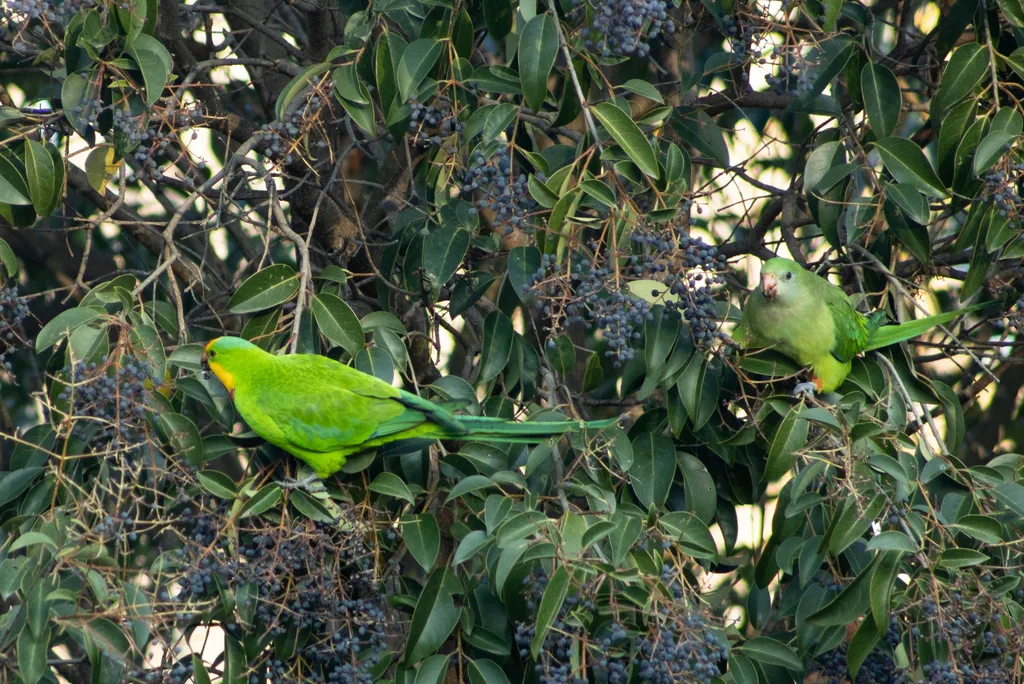 靓鹦鹉（Polytelis swainsonii）