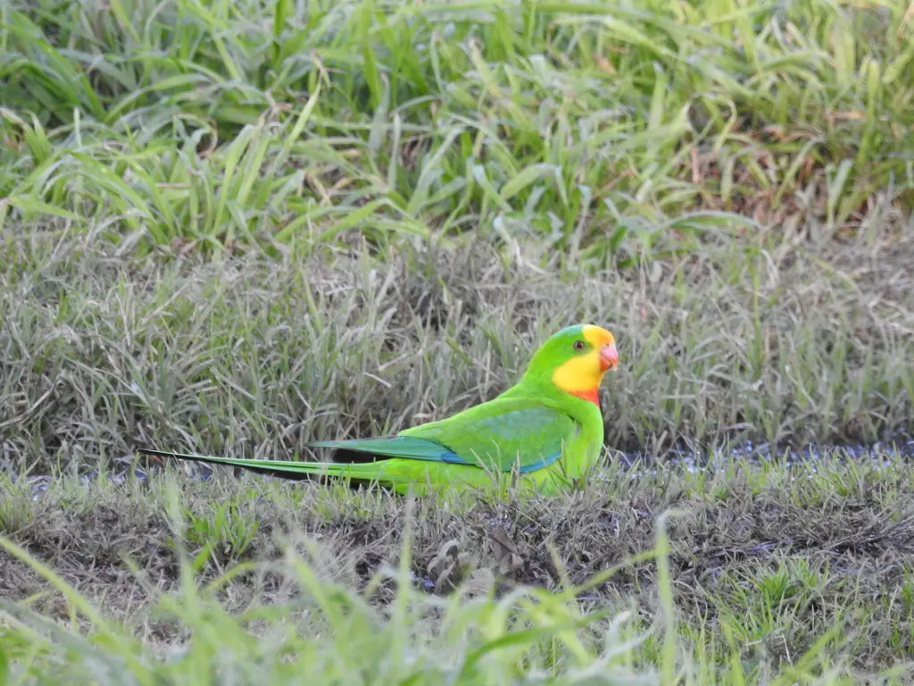 靓鹦鹉（Polytelis swainsonii）