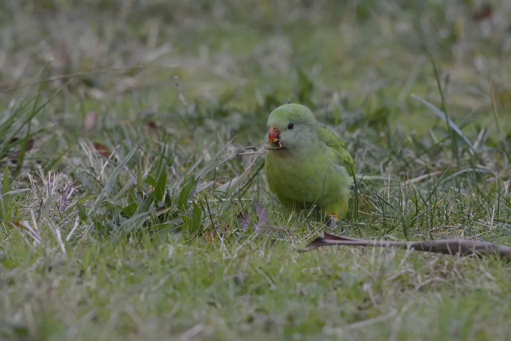 靓鹦鹉（Polytelis swainsonii）