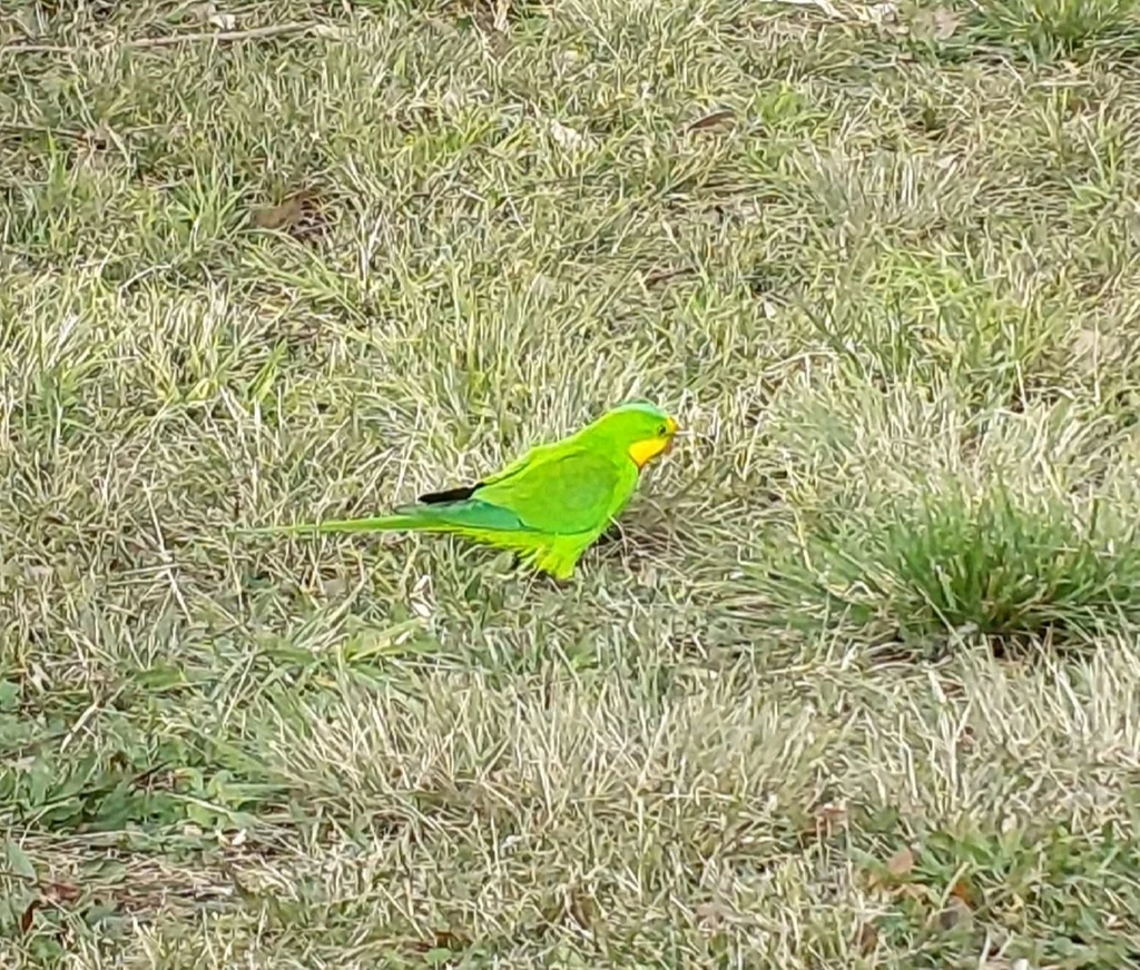 靓鹦鹉（Polytelis swainsonii）