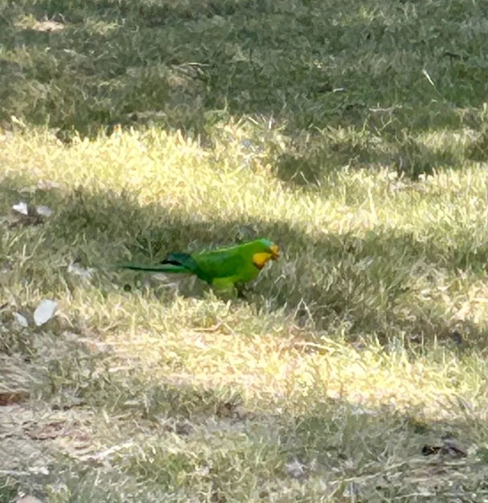 靓鹦鹉（Polytelis swainsonii）