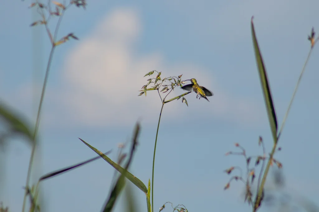 白尾金喉蜂鸟(Polytmus guainumbi)