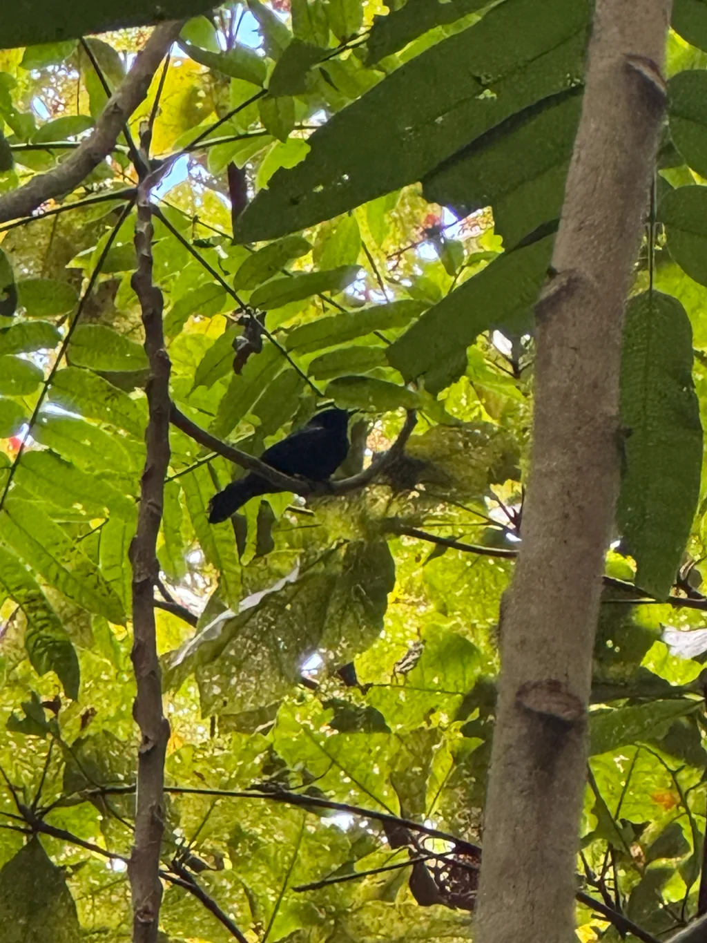 黑腹果鹟(Pomarea nigra)