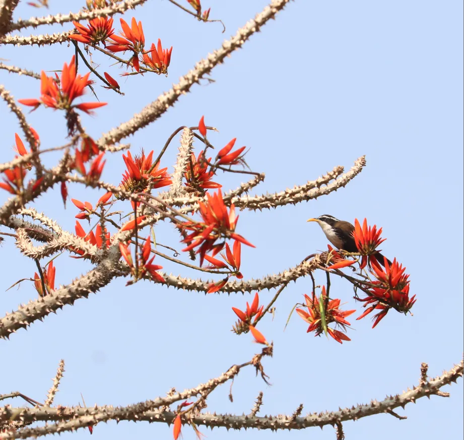 霍氏钩嘴鹛(Pomatorhinus horsfieldii)