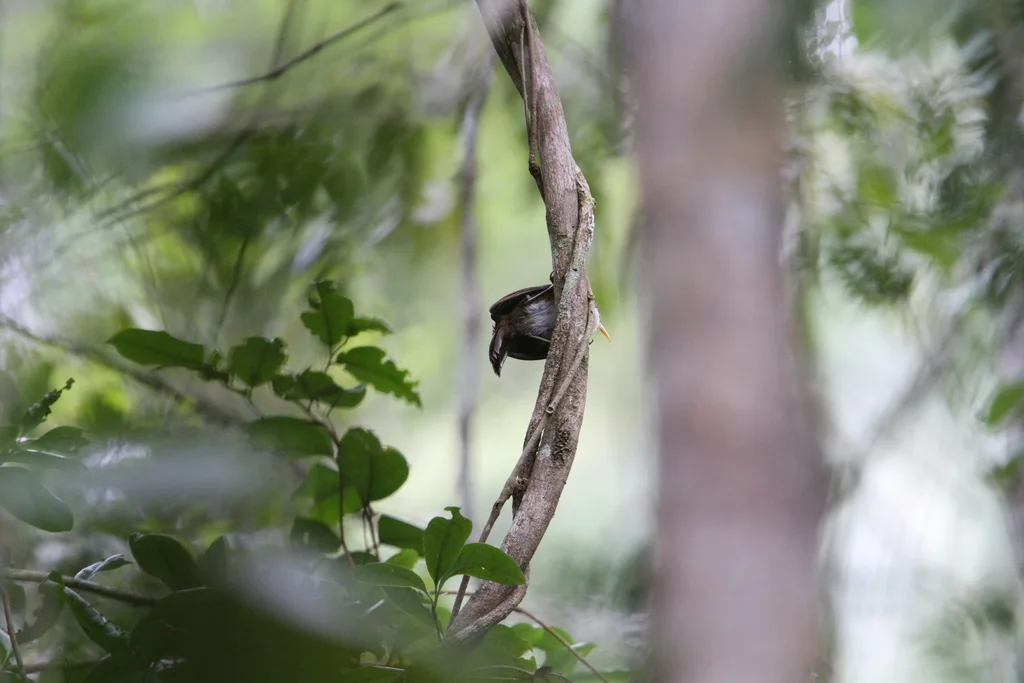 斯里兰卡钩嘴鹛(Pomatorhinus melanurus)