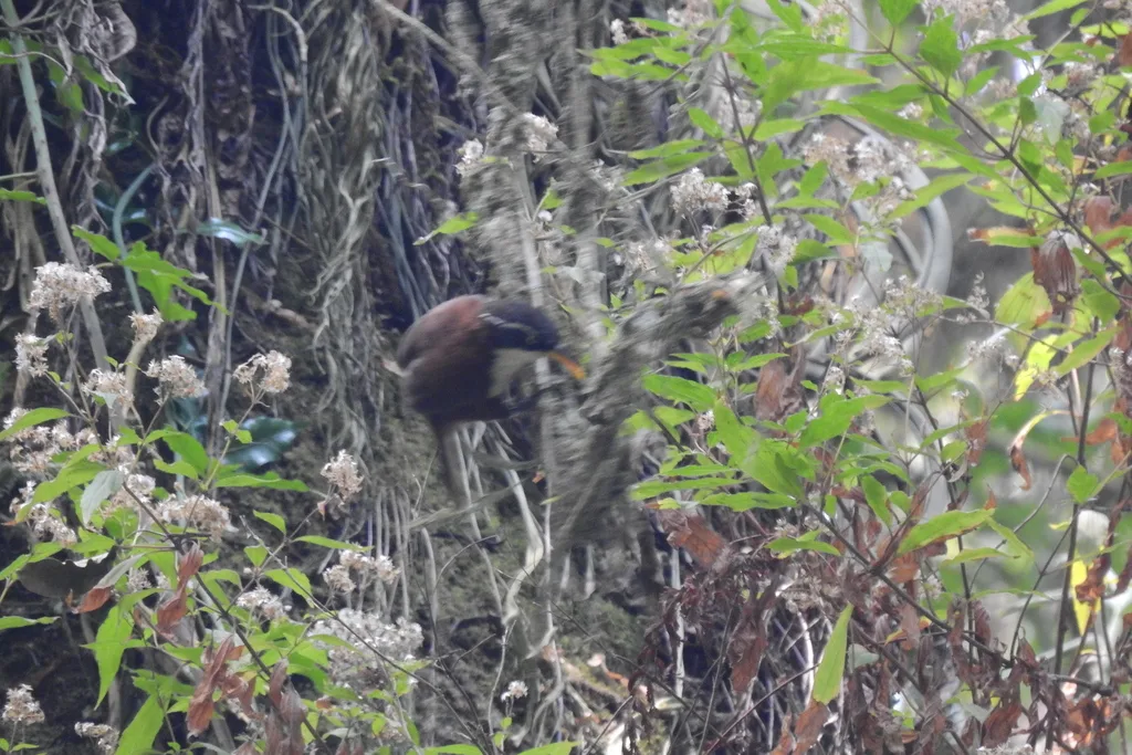栗背钩嘴鹛(Pomatorhinus montanus)