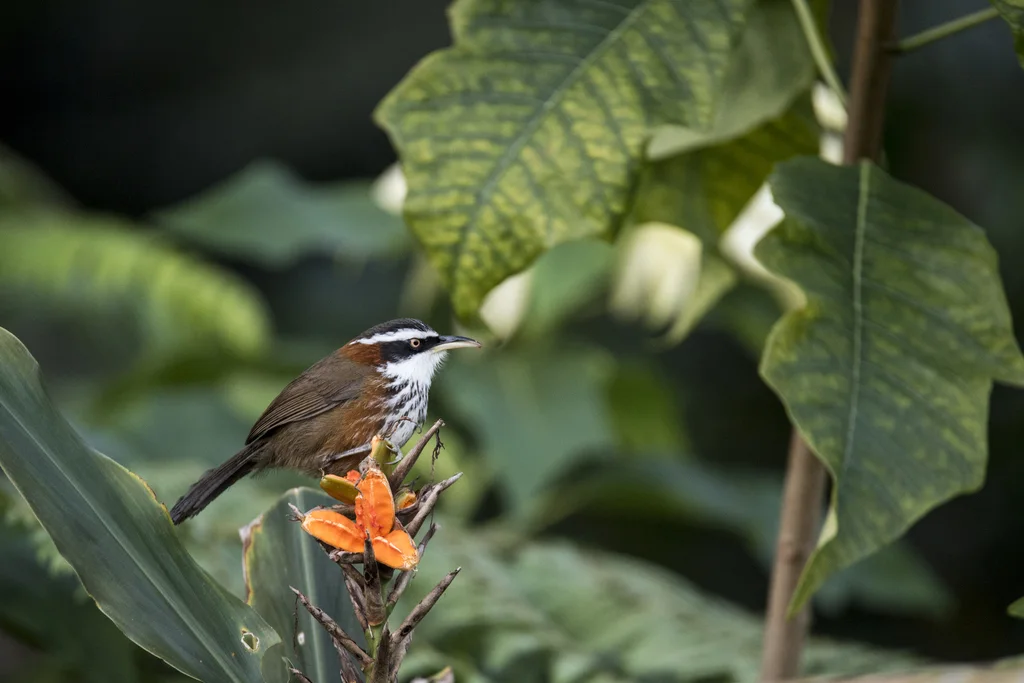 台湾棕颈钩嘴鹛(Pomatorhinus musicus)