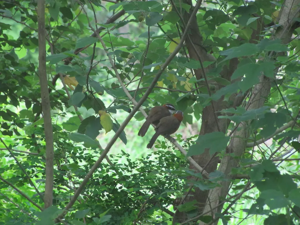 台湾棕颈钩嘴鹛(Pomatorhinus musicus)