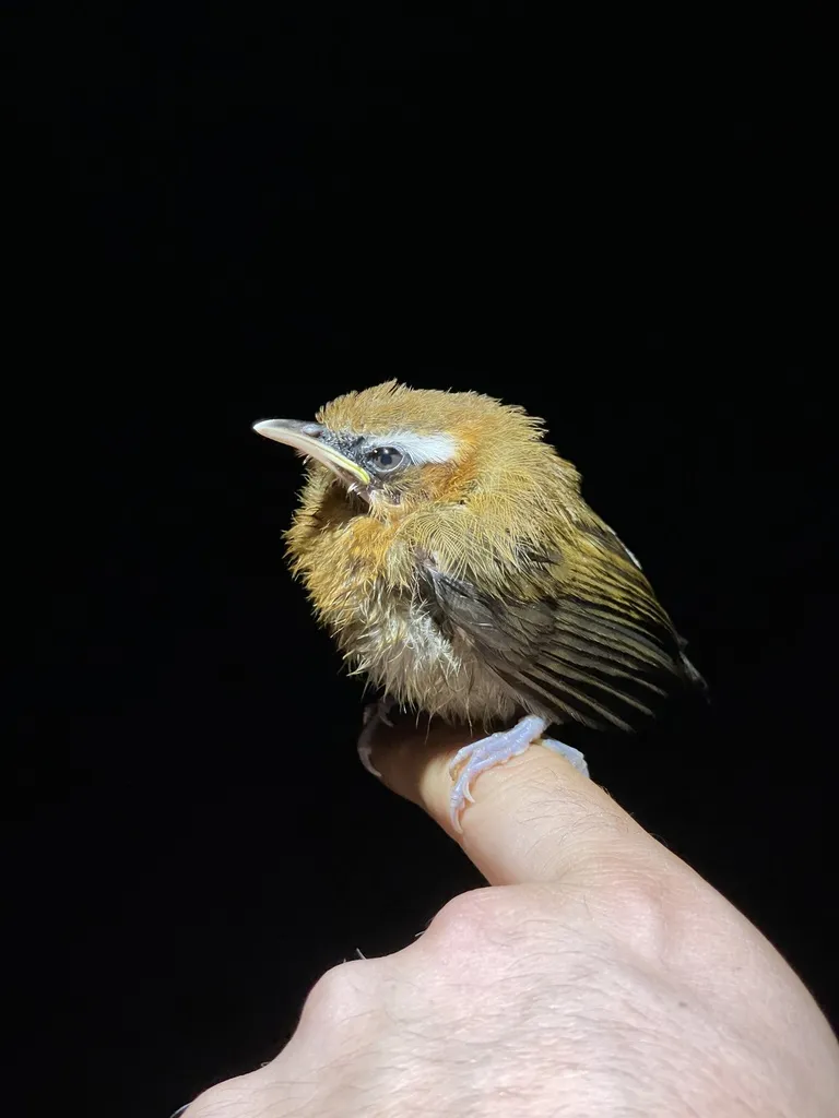 棕颈钩嘴鹛(Pomatorhinus ruficollis)