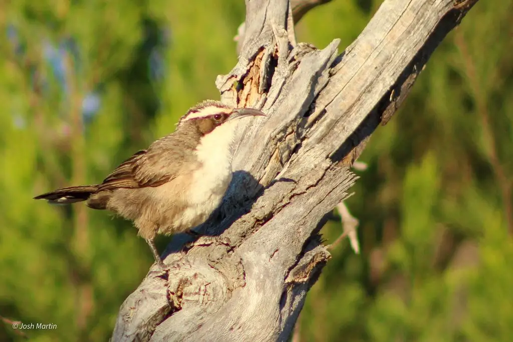 白眉弯嘴鹛(Pomatostomus superciliosus)