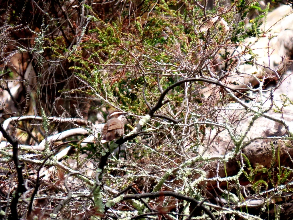 白眉弯嘴鹛(Pomatostomus superciliosus)