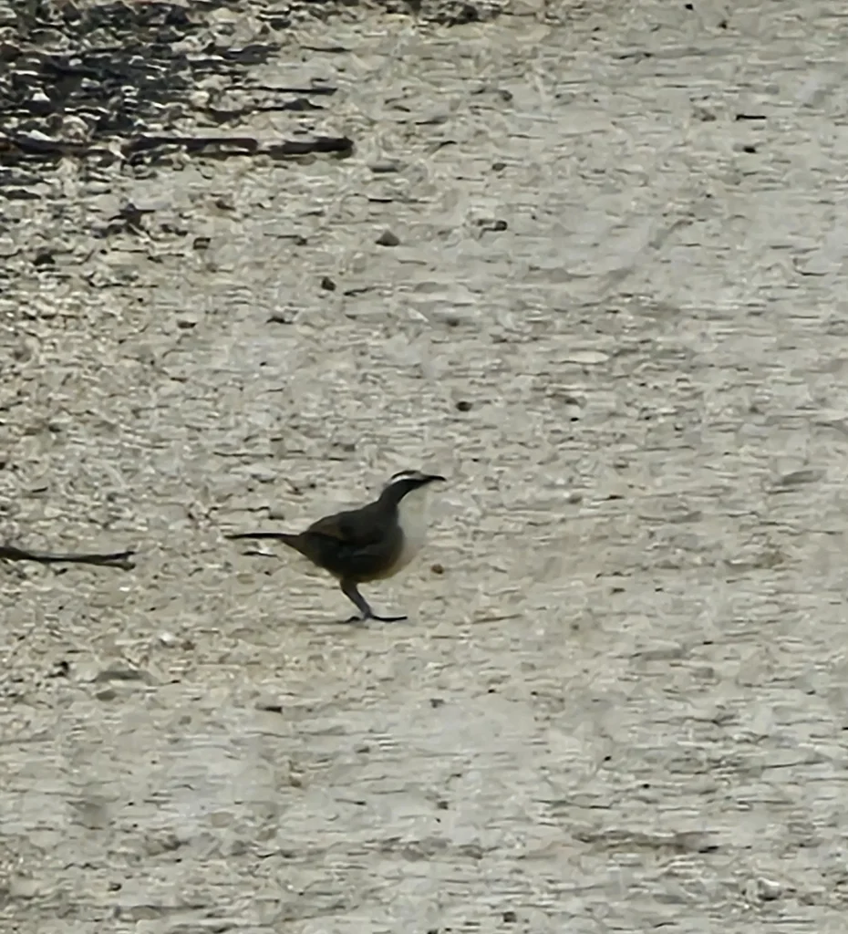 白眉弯嘴鹛(Pomatostomus superciliosus)